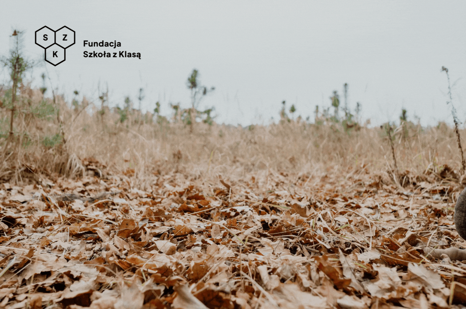 Wielbłędy karawana